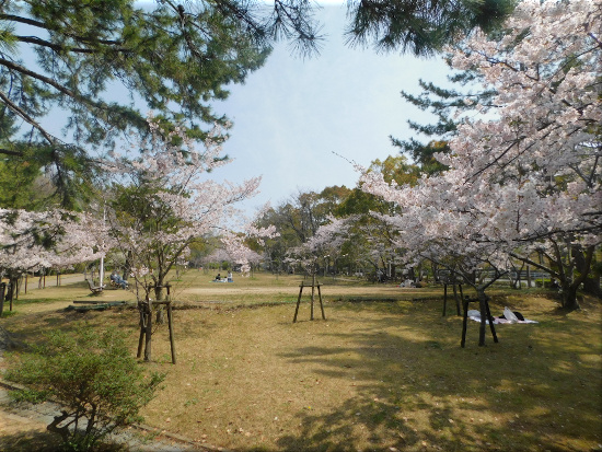 2019年 松が丘公園 桜