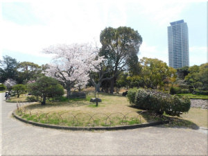 明石公園　桜の標本木1