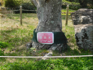 明石公園　26 (桜の標本木)