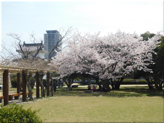 明石城　本丸の桜