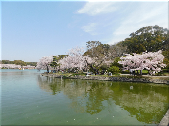 剛の池の桜2