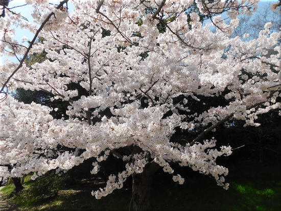 剛の池の桜6
