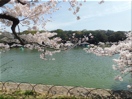 剛の池の桜4