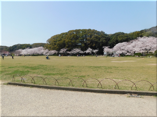 千畳芝の桜