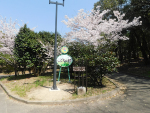 こどもの村の桜1