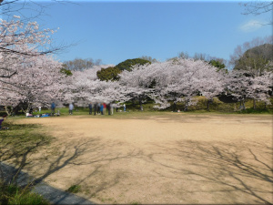 こどもの村の桜3