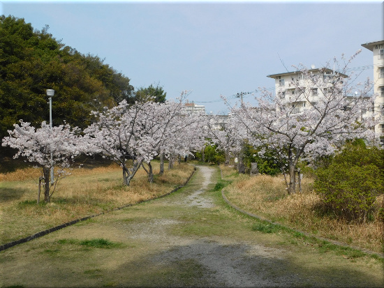 朝霧公園　桜1