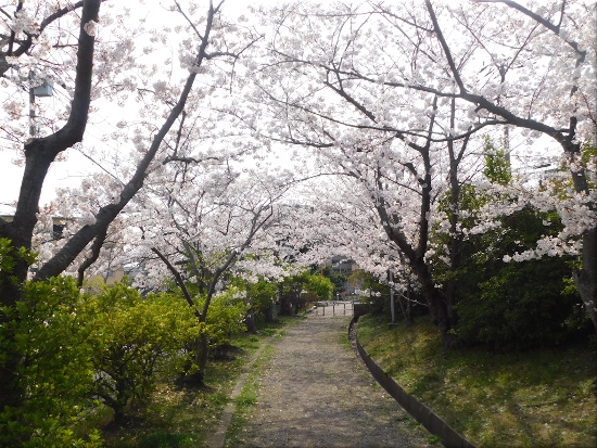 朝霧公園　桜3