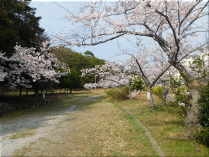 朝霧公園　桜 1