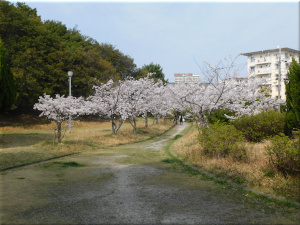 朝霧公園　桜 2