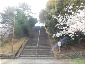 朝霧公園　桜 3