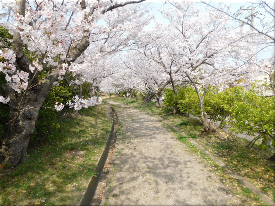 朝霧公園　桜 5
