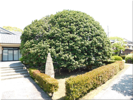 本松寺　ヤマモモの木