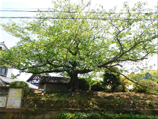 本松寺　桜の木 2022