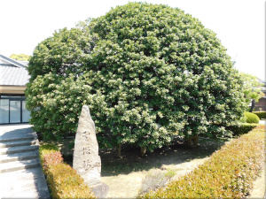 本松寺 ヤマモモの木