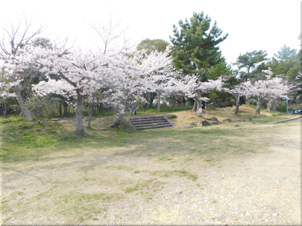 松が丘公園　桜2