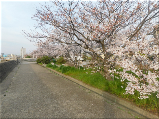 明石川河口・東岸の桜　1