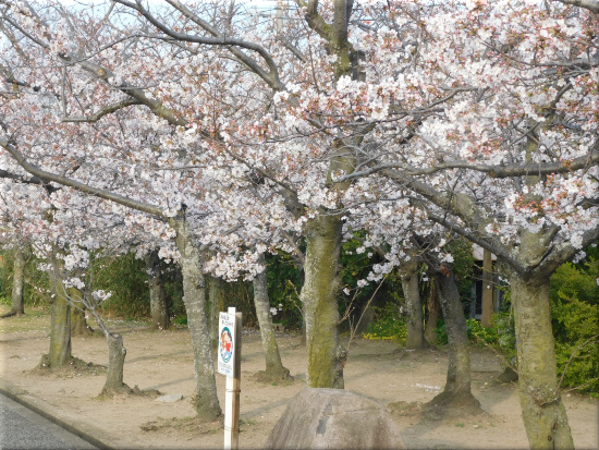明石川河口・東岸の桜　3