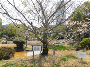 明石公園の荘川桜