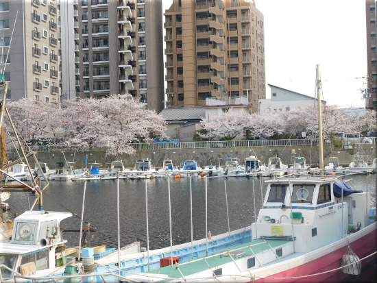 中崎の桜
