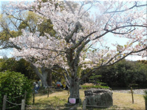 明石公園の桜の標本木