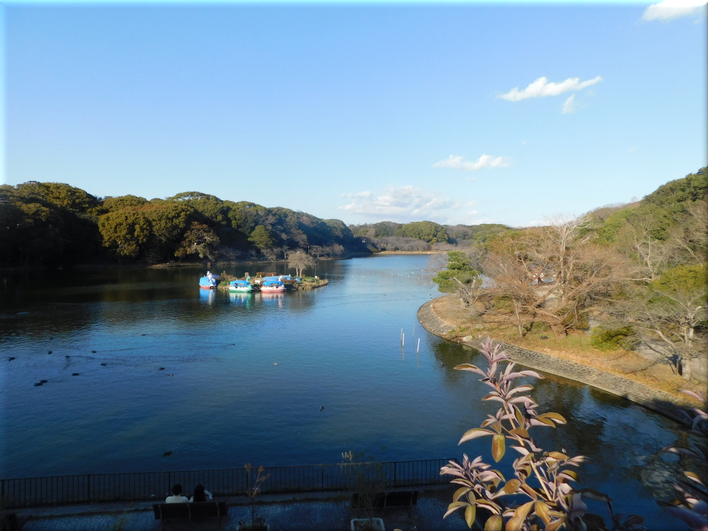 明石公園の剛の池です。 剛の池 1
