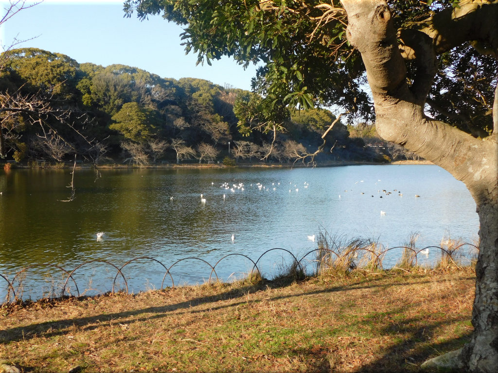 剛の池です。 剛の池 2