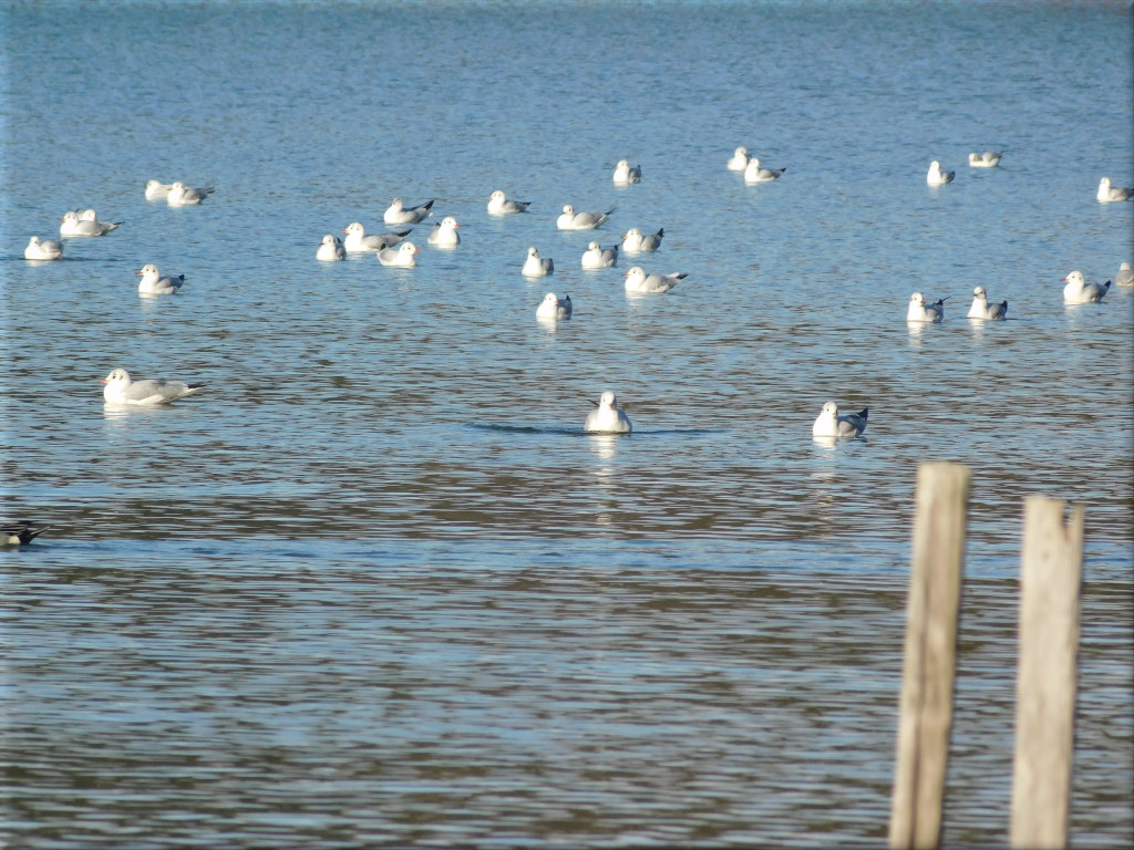 剛の池の野鳥たちです。 剛の池の野鳥 1