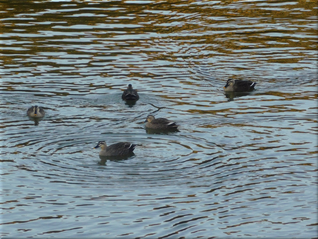 剛の池の野鳥たちです。 剛の池の野鳥 3