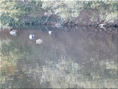 明石公園の外堀の野鳥です。 外堀の野鳥