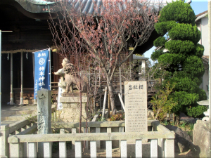 人丸神社（柿本神社）の盲杖櫻