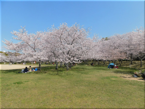石ケ谷公園 ＆ 明石中央体育会館　桜