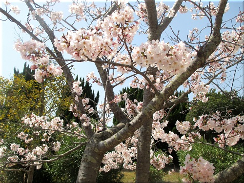 明石海浜公園の桜 8