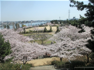 明石海浜公園の桜