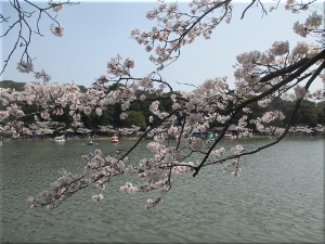 明石公園（明石城）剛の池 桜