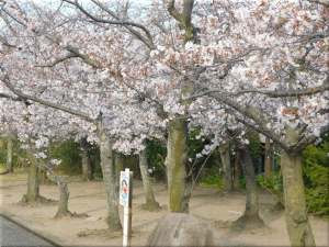 明石川河口東側にある公園の桜