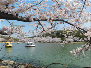 明石公園（明石城）剛の池 桜