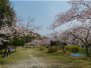 朝霧公園 桜