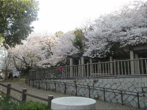 人丸山公園 桜