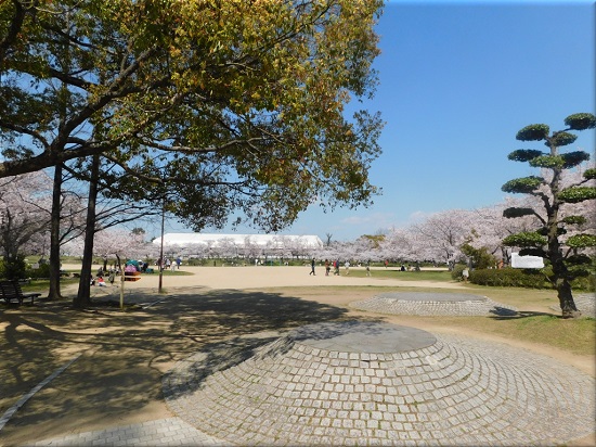 石ケ谷公園 桜1