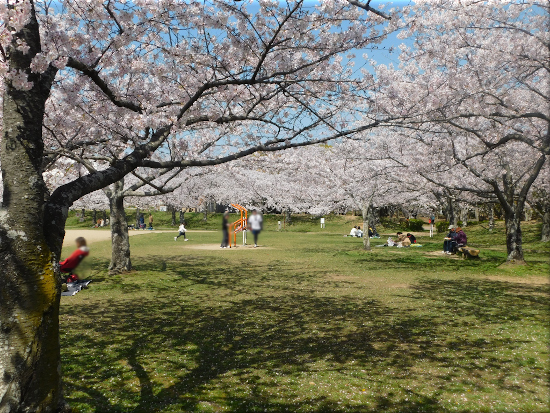 石ケ谷公園 桜4