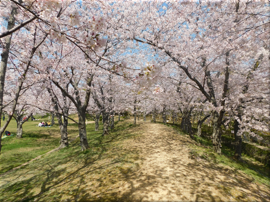 石ケ谷公園 桜5
