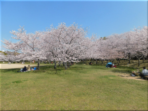 石ケ谷公園 桜