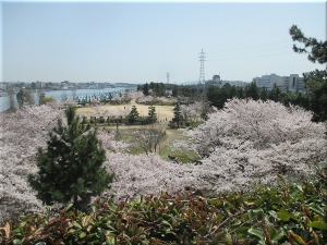 明石海浜公園 桜