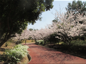 明石海浜公園 桜