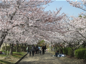 金ケ崎公園 桜
