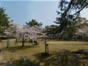 松が丘公園 桜