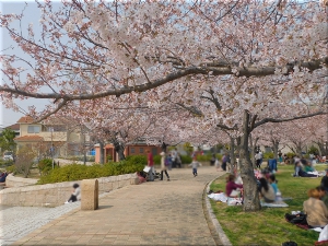 中尾親水公園 桜