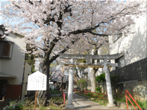 素盞嗚神社　桜
