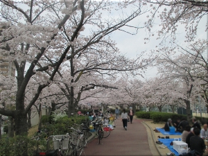 上ケ池公園 桜